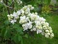 2013-0519-1530_Lilac_17.8C